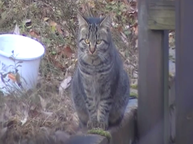 キジトラ猫ポンタの日々 Days of a brown tabby cat Ponta