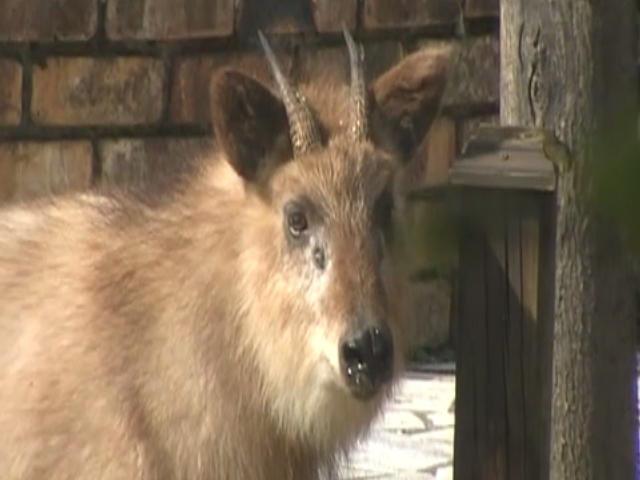 カモシカ君、向かいの庭でたたずむ Japanese serow hanging around the garden