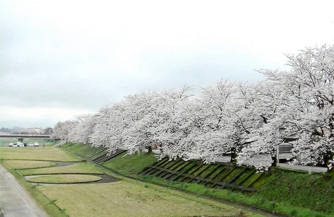 富山のお薦めお花見スポット10選～前編