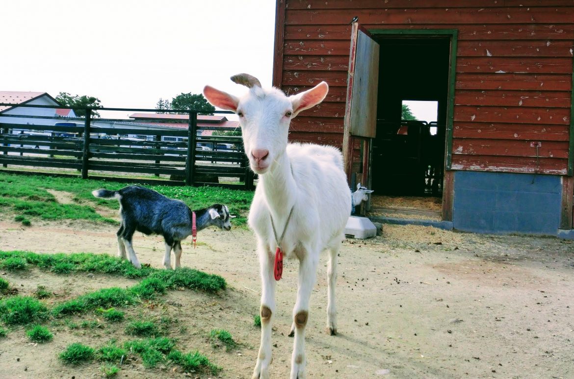 ハイジを思いつつヤギのチーズを食す