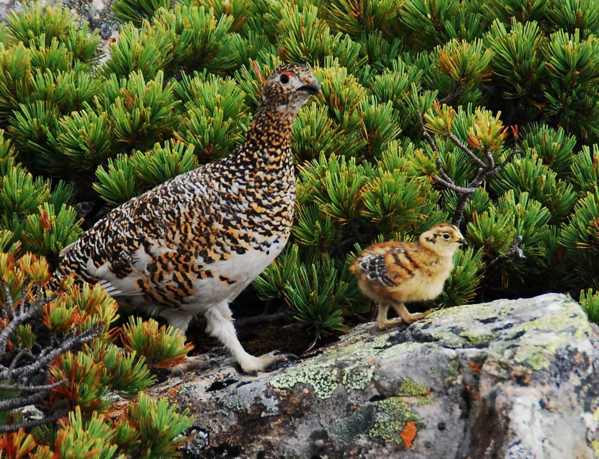 【編集長麦ちゃん】富山市ファミリーパークでライチョウのヒナがふ化しました♪（動画あり）