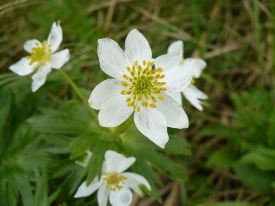 室堂で見つけた白い花♫